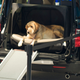 Illustration for article titled The Ten Best Cars For Dog Owners